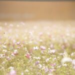 https://pixabay.com/it/photos/fiori-del-cosmo-fiori-prato-natura-1138041/