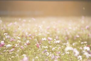 https://pixabay.com/it/photos/fiori-del-cosmo-fiori-prato-natura-1138041/