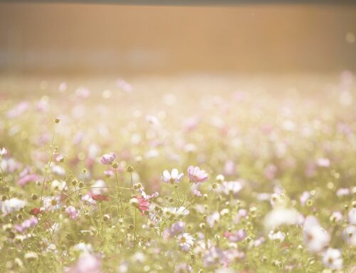 Il giardino che guarisce, dove l’uomo si ritrova nel respiro delle piante