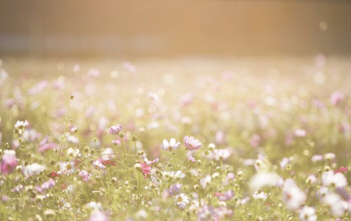 https://pixabay.com/it/photos/fiori-del-cosmo-fiori-prato-natura-1138041/